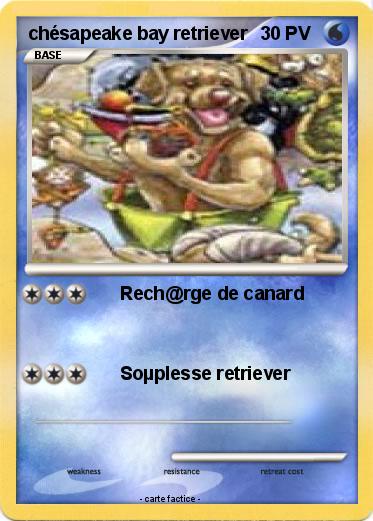 Pokemon chésapeake bay retriever