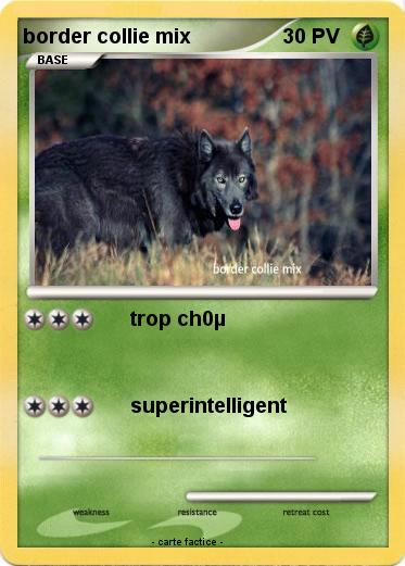 Pokemon border collie mix