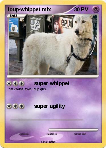 Pokemon loup-whippet mix