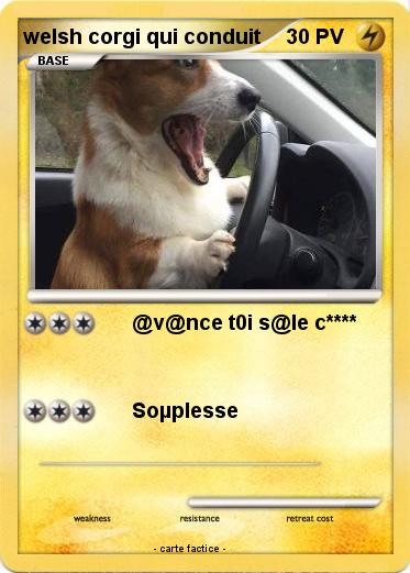 Pokemon welsh corgi qui conduit