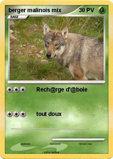 Pokemon berger malinois mix