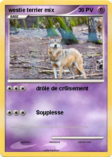 Pokemon westie terrier mix