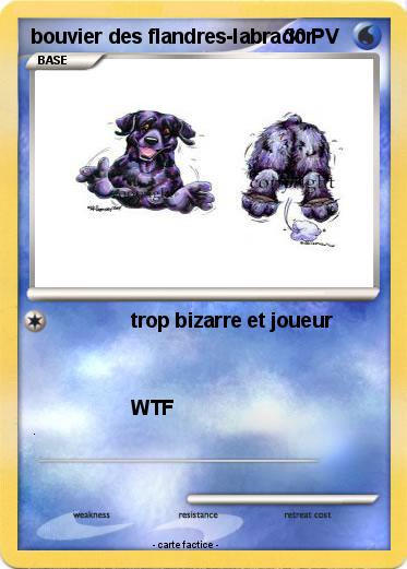 Pokemon bouvier des flandres-labrador