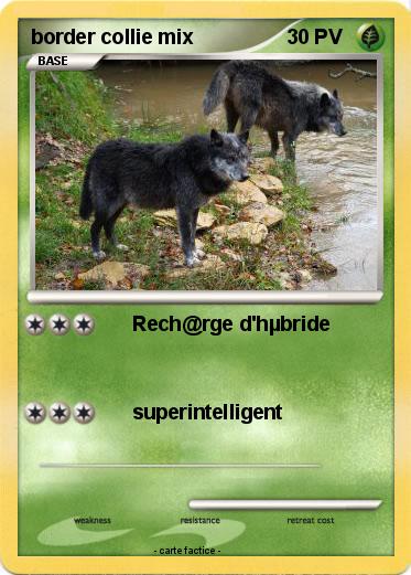 Pokemon border collie mix