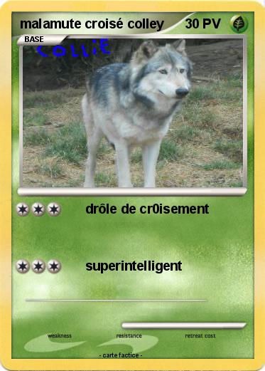 Pokemon malamute croisé colley