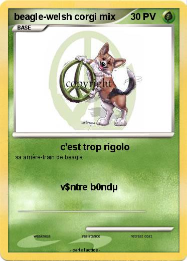 Pokemon beagle-welsh corgi mix