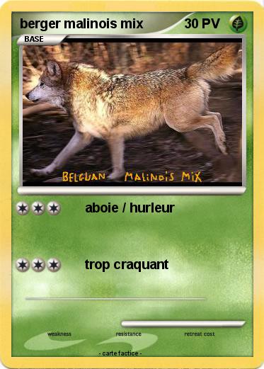 Pokemon berger malinois mix