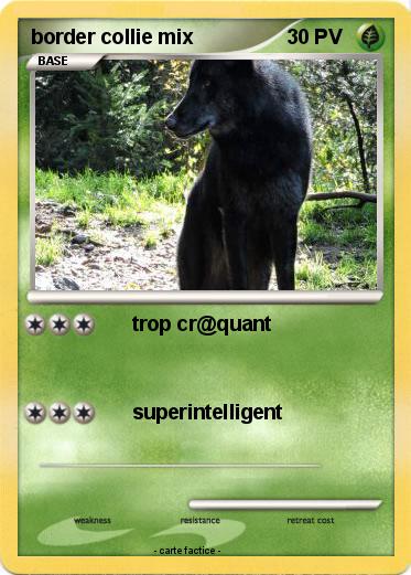 Pokemon border collie mix
