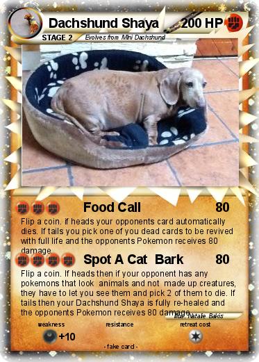 Pokemon Dachshund Shaya