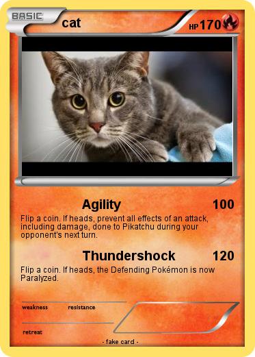 Pokemon cat