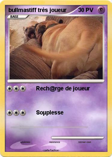 Pokemon bullmastiff très joueur