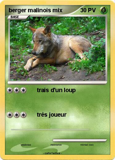 Pokemon berger malinois mix
