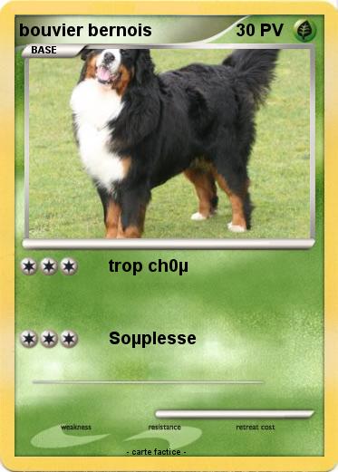 Pokemon bouvier bernois