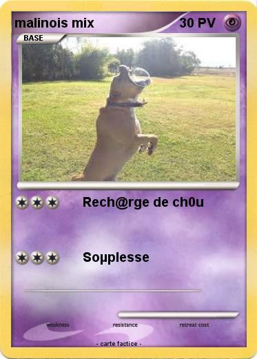 Pokemon malinois mix