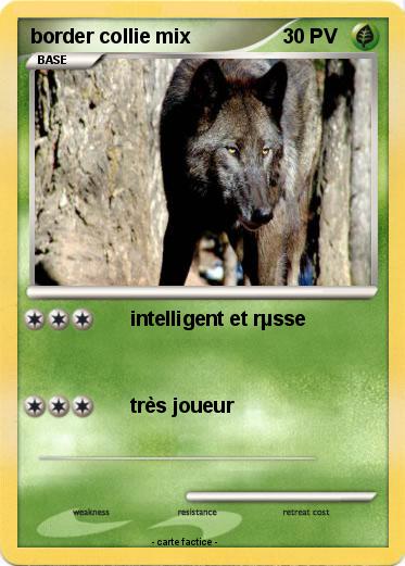 Pokemon border collie mix