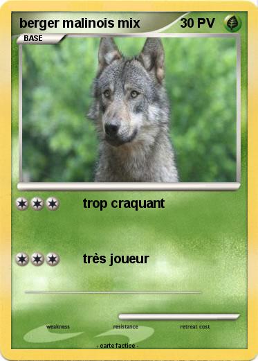 Pokemon berger malinois mix