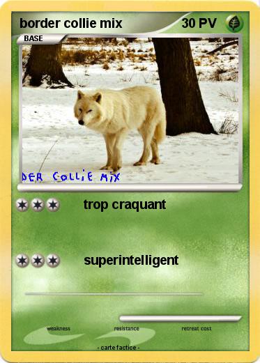 Pokemon border collie mix