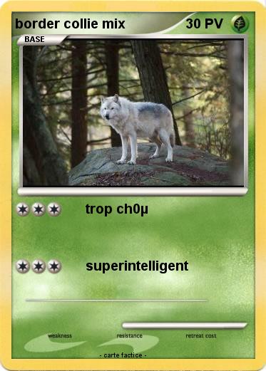 Pokemon border collie mix
