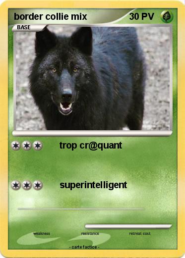 Pokemon border collie mix