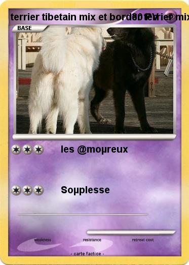 Pokemon terrier tibetain mix et border terrier mix