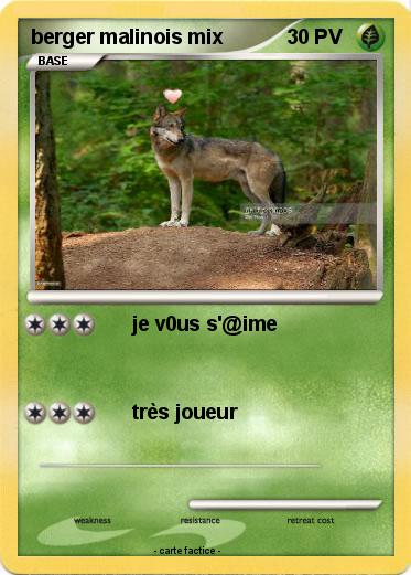 Pokemon berger malinois mix