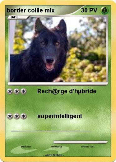 Pokemon border collie mix