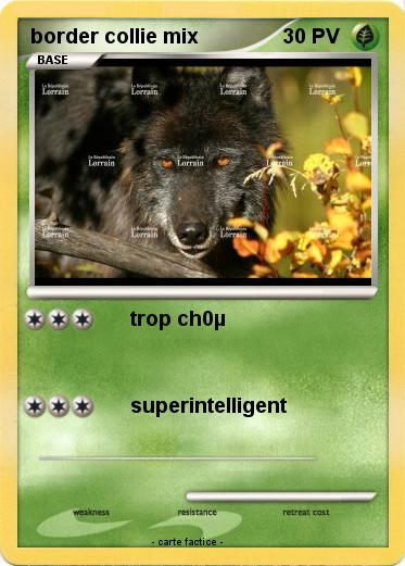 Pokemon border collie mix