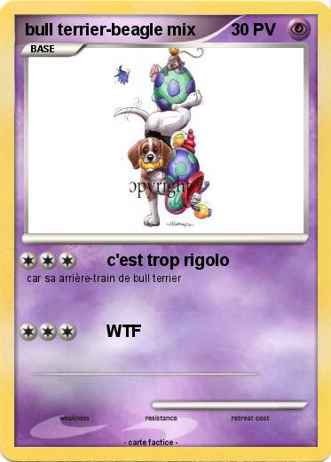 Pokemon bull terrier-beagle mix