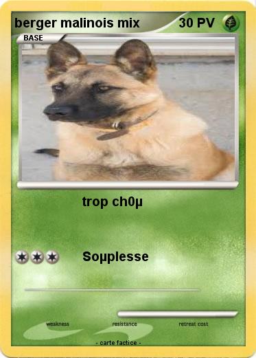 Pokemon berger malinois mix