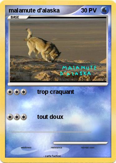 Pokemon malamute d'alaska