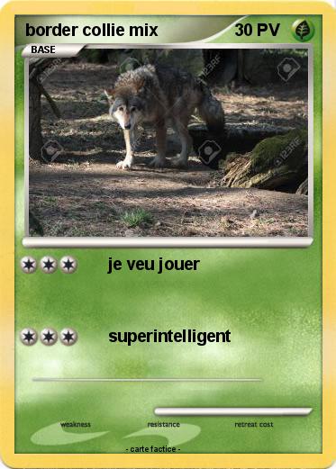 Pokemon border collie mix
