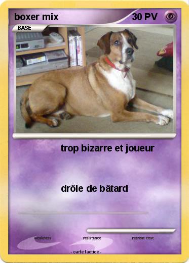 Pokemon boxer mix