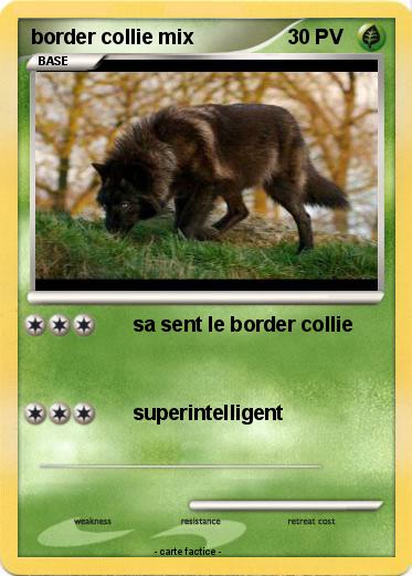 Pokemon border collie mix