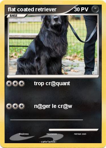 Pokemon flat coated retriever