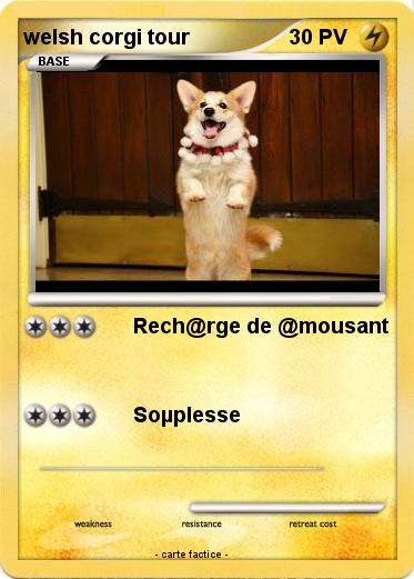 Pokemon welsh corgi tour