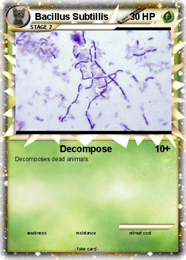 Pokemon Bacillus Subtillis