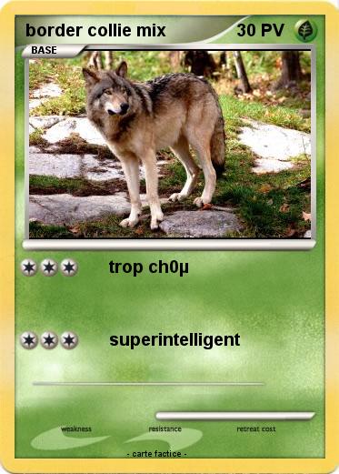 Pokemon border collie mix