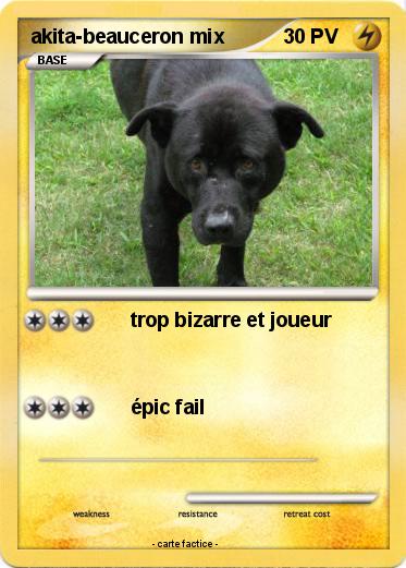 Pokemon akita-beauceron mix