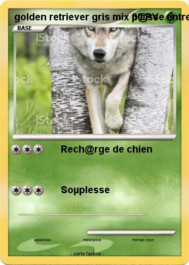 Pokemon golden retriever gris mix p@sse entre deux @rbres