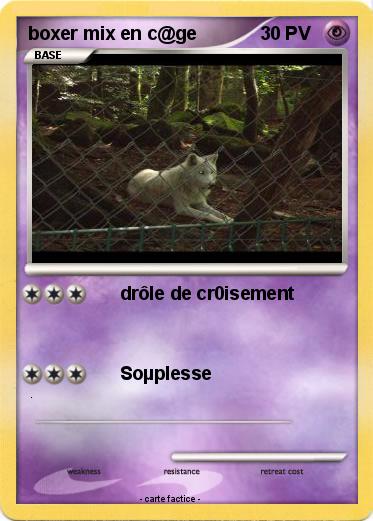 Pokemon boxer mix en c@ge