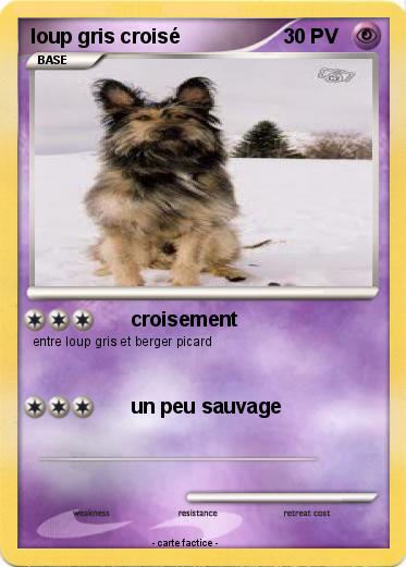 Pokemon loup gris croisé