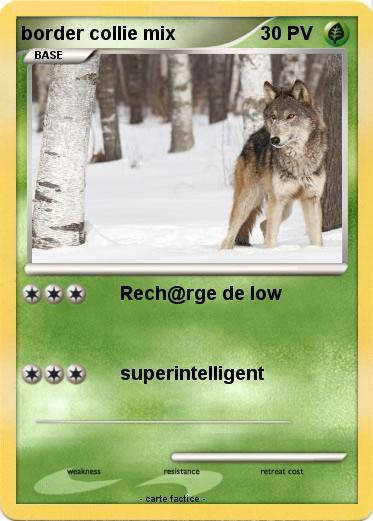 Pokemon border collie mix