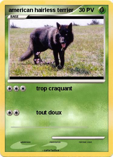 Pokemon american hairless terrier