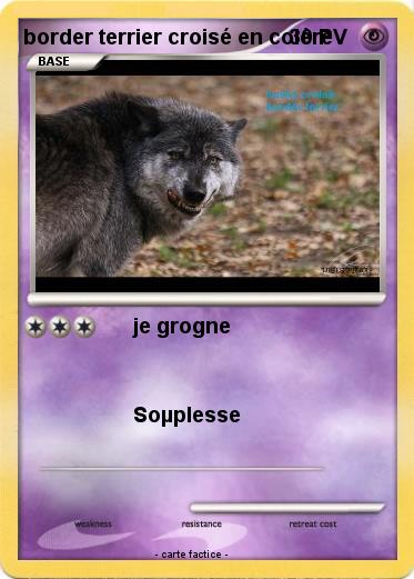 Pokemon border terrier croisé en colère