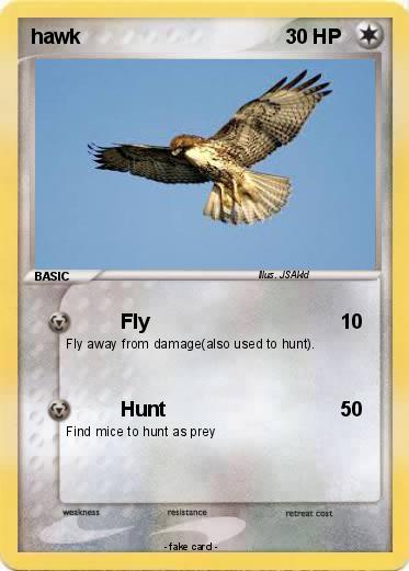 Pokemon hawk