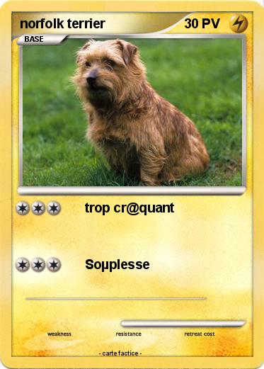 Pokemon norfolk terrier