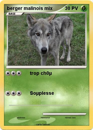 Pokemon berger malinois mix