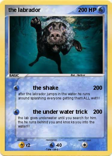 Pokemon the labrador
