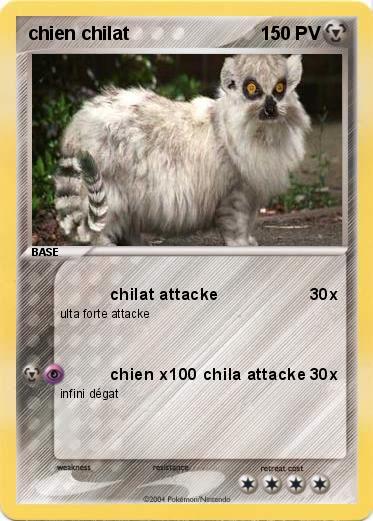 Pokemon chien chilat