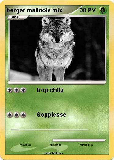 Pokemon berger malinois mix